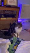 jahia_brown Altpins Profile Picture