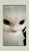 kasumi_sen Altpins Profile Picture