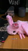 tiny.eviluv Altpins Profile Picture