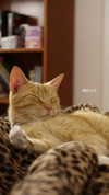 rachelchaleff Altpins Profile Picture