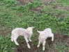 jtilb Altpins Profile Picture
