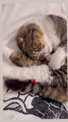 sonia_litvanchuk Altpins Profile Picture