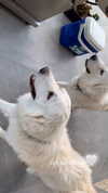 analuvillarreal Altpins Profile Picture