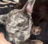 rott3nbambi Altpins Profile Picture