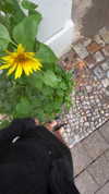 lotembar Altpins Profile Picture