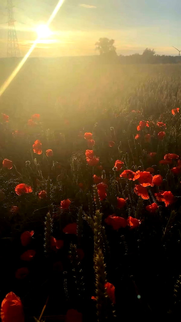 ssarnvd archive video preview