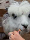 alishevs Altpins Profile Picture