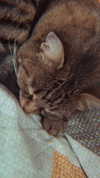 nishymoon_ Altpins Profile Picture