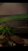 rott3nbambi Altpins Profile Picture