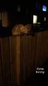 jahia_brown Altpins Profile Picture