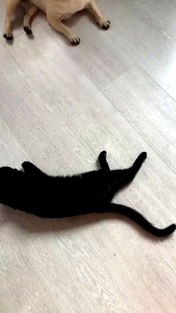 nyityam archive video preview