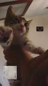 tallysgh0st Altpins Profile Picture