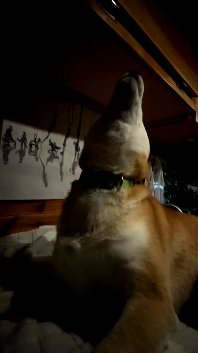 zommmbri zommmbri archive video