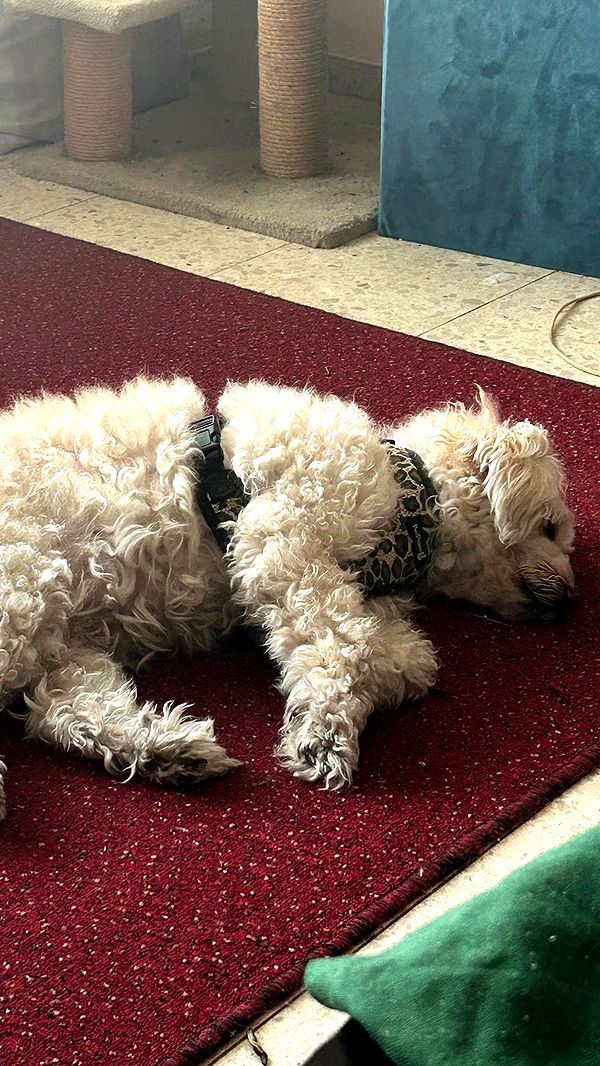 feelbetterinmysweater archive video preview