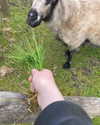 jahia_brown Altpins Profile Picture