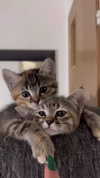 kristinoosh Altpins Profile Picture