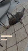 sonia_litvanchuk Altpins Profile Picture
