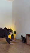 stranstviepera Altpins Profile Picture