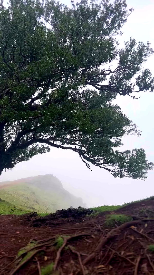 tamagotkri archive video preview