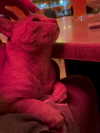 mishel116 Altpins Profile Picture