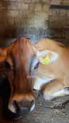 maori_cohen Altpins Profile Picture