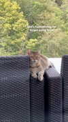 alice_delish Altpins Profile Picture