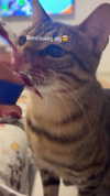 hellokittyangel666 Altpins Profile Picture