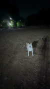 zommmbri Altpins Profile Picture