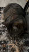 rott3nbambi Altpins Profile Picture