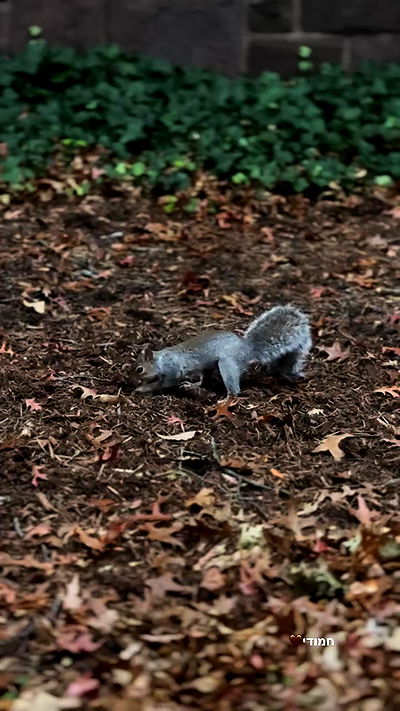 biton__adi biton__adi archive video