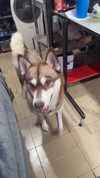 mamyouu_star Altpins Profile Picture