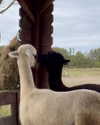 emmaaurora Altpins Profile Picture