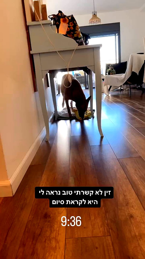 yuval_raz archive video preview