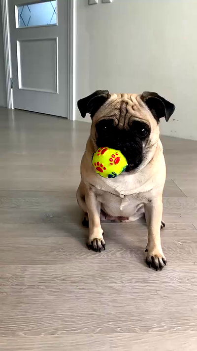 nyityam nyityam archive video