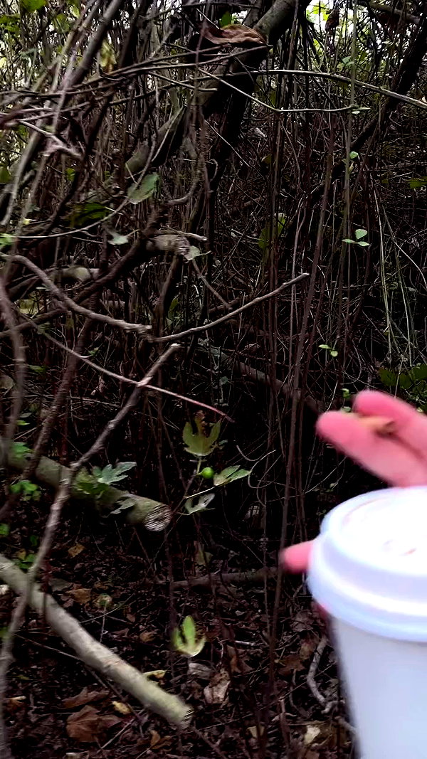 babynympho_archive archive video preview