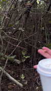 babynympho_archive Altpins Profile Picture