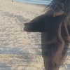_dead__cherry_ Altpins Profile Picture