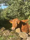 _broock_ Altpins Profile Picture