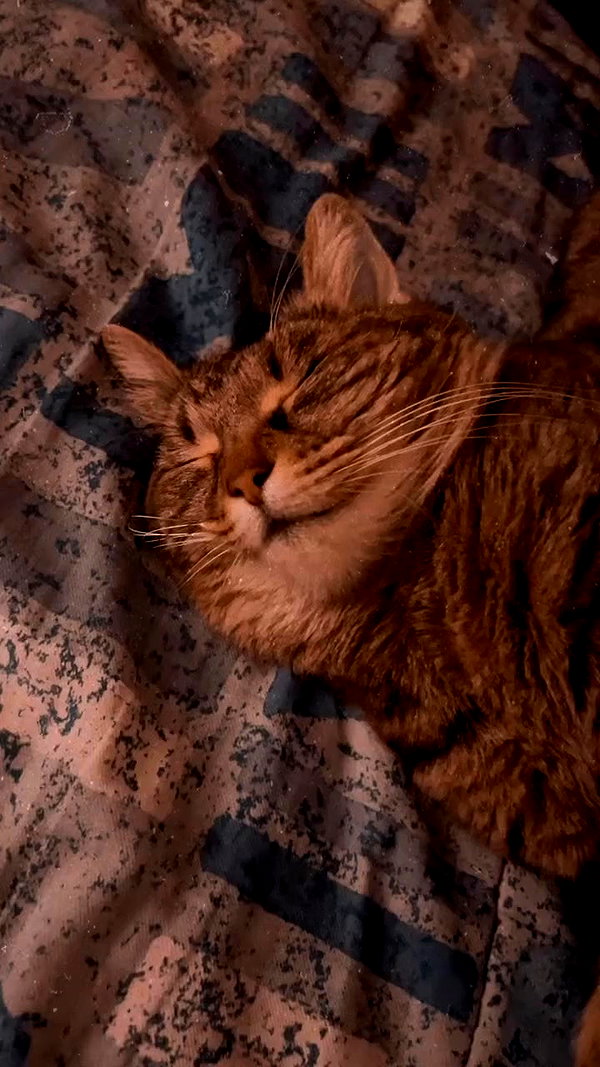 nishymoon_ archive video preview