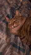 nishymoon_ Altpins Profile Picture