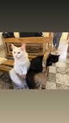 leni.bahr Altpins Profile Picture
