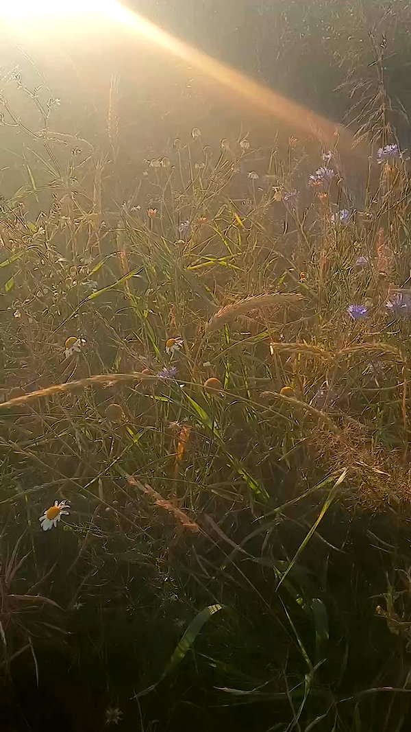 ssarnvd archive video preview