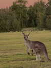 poppyymatildaa Altpins Profile Picture