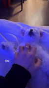 allissashin Altpins Profile Picture