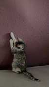 sina.njck Altpins Profile Picture