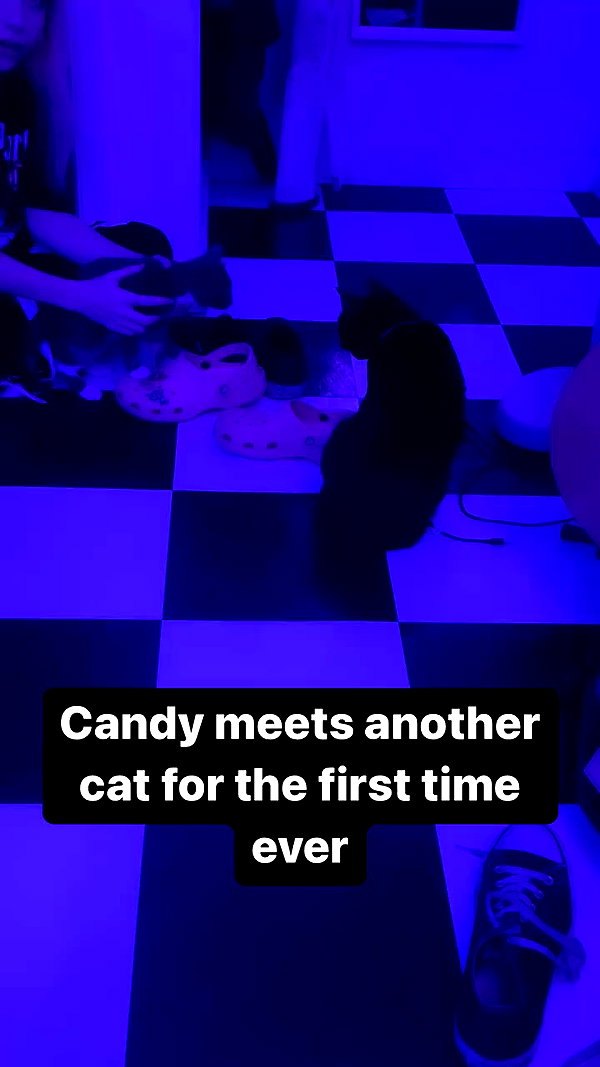 iluvmeww archive video preview