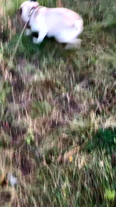 nyityam nyityam archive video