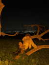strawberryshanz Altpins Profile Picture
