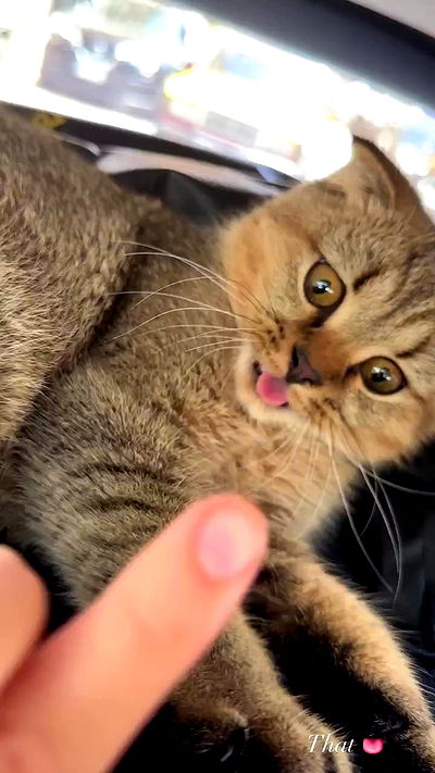 taylor.creeden taylor.creeden archive video