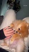 arielgino_ Altpins Profile Picture